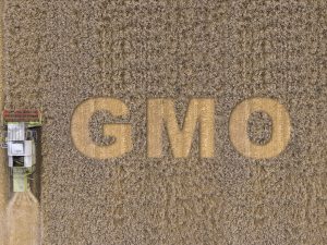 Veränderung von Pflanzen durch Crispr-Cas